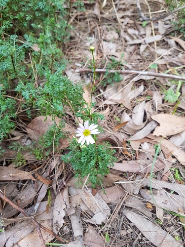 Brachyscome multifida (cut-leaved daisy) (alternate view 3)