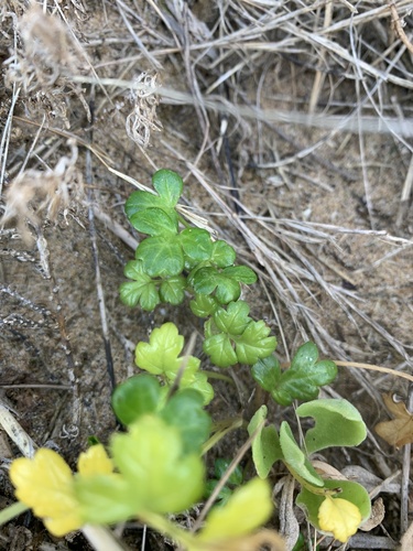 Apium prostratum (Sea Celery) (alternate view 4)