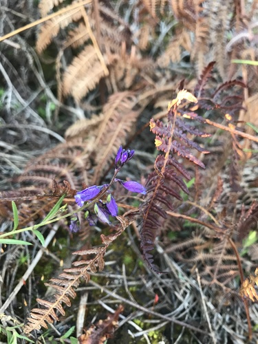 Polygala vulgaris (Common Milkwort)