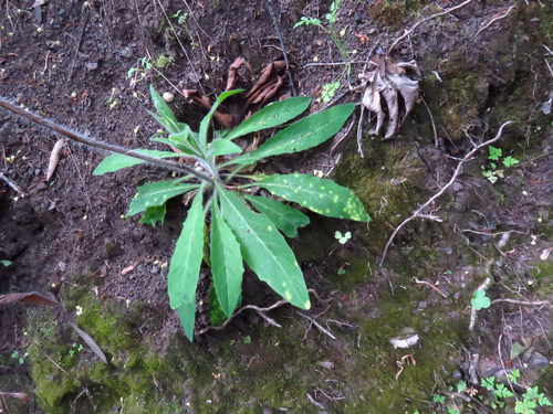 Hieracium albiflorum (white hawkweed) (alternate view 4)