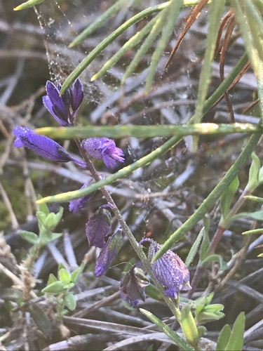 Polygala vulgaris (Common Milkwort)