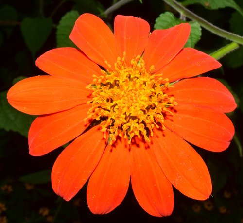 Tithonia (Mexican Sunflowers) (alternate view 9)