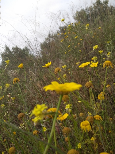 Glebionis segetum (Corn Marigold)