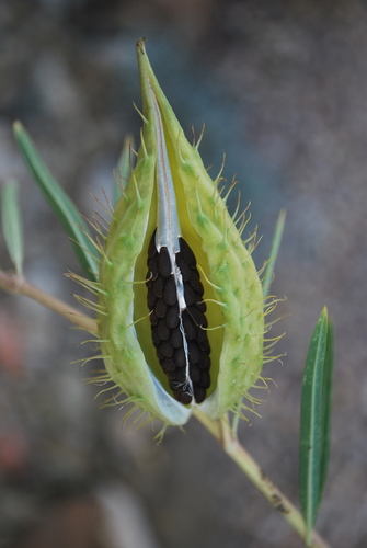 Gomphocarpus fruticosus (Narrow-leaf Cotton Bush)
