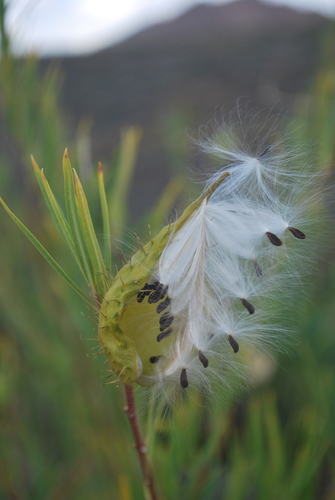 Gomphocarpus fruticosus (Narrow-leaf Cotton Bush) (alternate view 2)