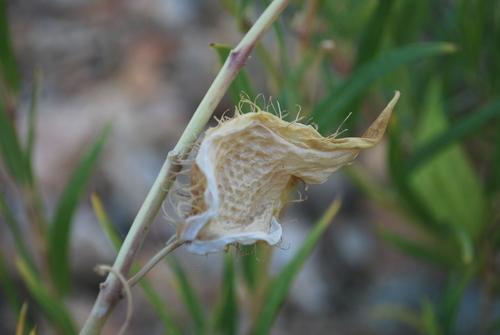 Gomphocarpus fruticosus (Narrow-leaf Cotton Bush) (alternate view 3)
