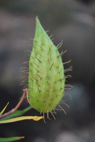 Gomphocarpus fruticosus (Narrow-leaf Cotton Bush) (alternate view 4)