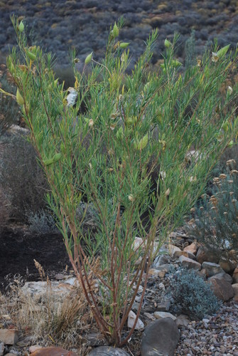 Gomphocarpus fruticosus (Narrow-leaf Cotton Bush) (alternate view 5)