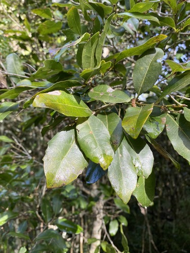 Drypetes deplanchei (Yellow Tulipwood) (alternate view 4)