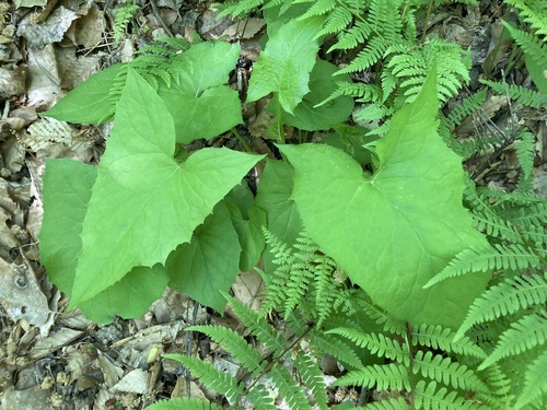 Nabalus albus (white rattlesnake root)