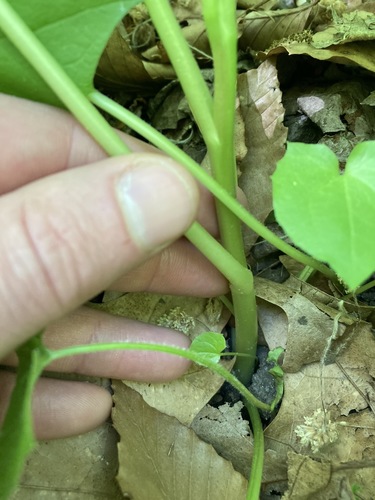 Nabalus albus (white rattlesnake root) (alternate view 3)