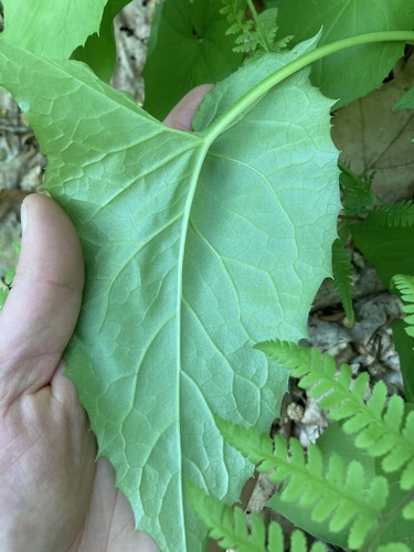 Nabalus albus (white rattlesnake root) (alternate view 2)