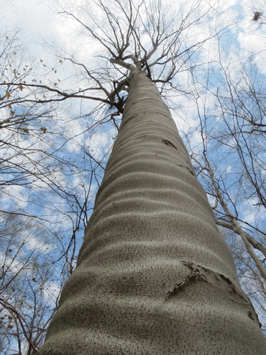 Fagus grandifolia (American Beech) (alternate view 5)