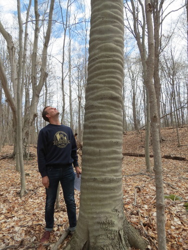 Fagus grandifolia (American Beech) (alternate view 4)