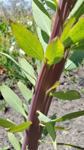 Dendromecon rigida (Bush Poppy) (alternate view 3)