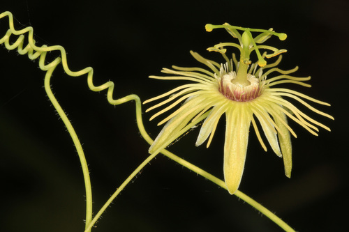 Passiflora lutea (yellow passionflower) (alternate view 5)