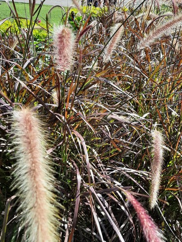 Cenchrus × cupreus (purple fountain grass)