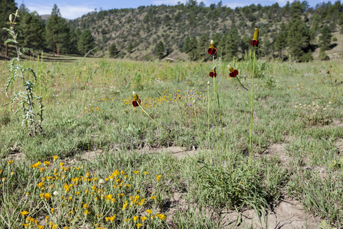 Ratibida columnifera (upright prairie coneflower)