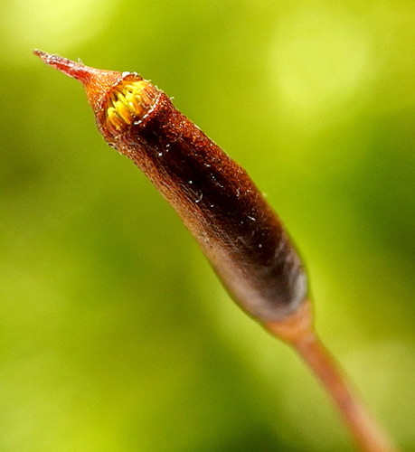 Hypnum cupressiforme (Cypress-leaved Plait-moss)