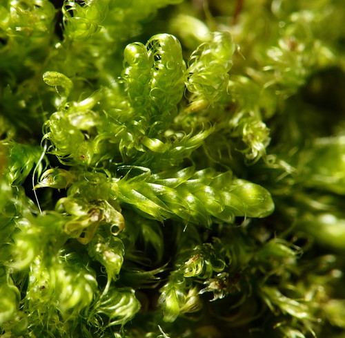 Hypnum cupressiforme (Cypress-leaved Plait-moss)