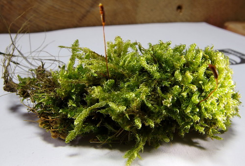 Hypnum cupressiforme (Cypress-leaved Plait-moss)