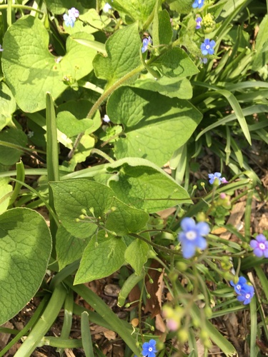 Brunnera macrophylla (perennial forget-me-not) (alternate view 5)