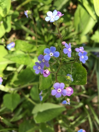 Brunnera macrophylla (perennial forget-me-not) (alternate view 4)