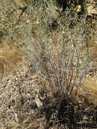 Senecio quadridentatus (cotton burnweed) (alternate view 3)