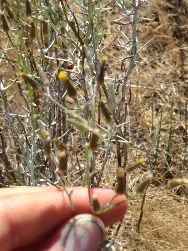 Senecio quadridentatus (cotton burnweed) (alternate view 4)