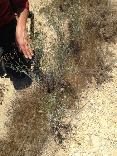 Senecio quadridentatus (cotton burnweed)