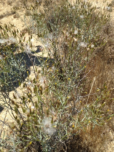 Senecio quadridentatus (cotton burnweed) (alternate view 2)
