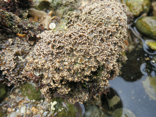 Corallina (alternate view 2)
