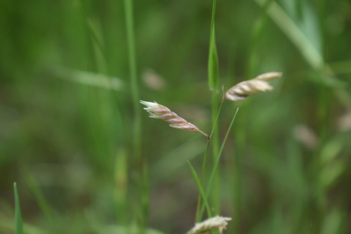 Bouteloua dactyloides (Buffalo Grass)