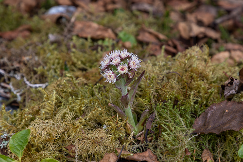 Petasites frigidus (coltsfoot) (alternate view 2)