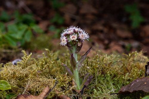 Petasites frigidus (coltsfoot) (alternate view 3)