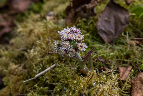 Petasites frigidus (coltsfoot) (alternate view 4)