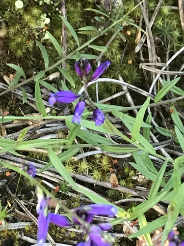 Polygala vulgaris (Common Milkwort)