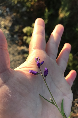 Polygala vulgaris (Common Milkwort)