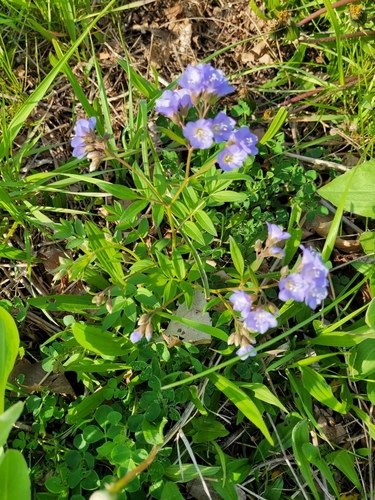 Polemonium reptans (Jacob's ladder) (alternate view 8)