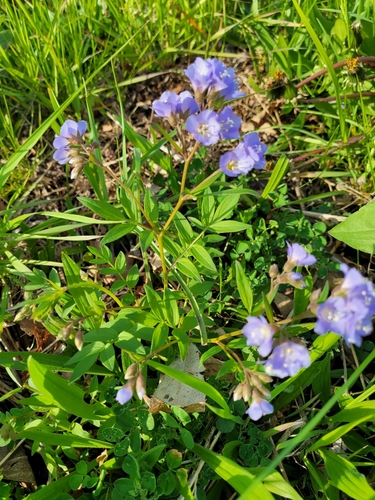 Polemonium reptans (Jacob's ladder) (alternate view 9)