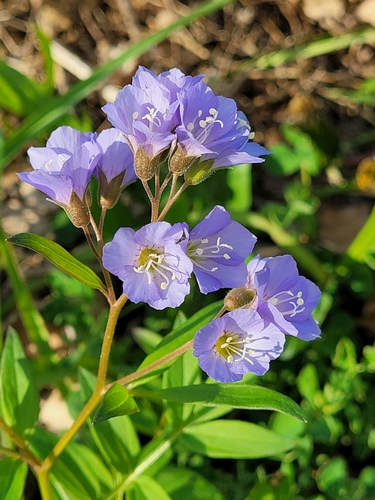 Polemonium reptans (Jacob's ladder) (alternate view 10)