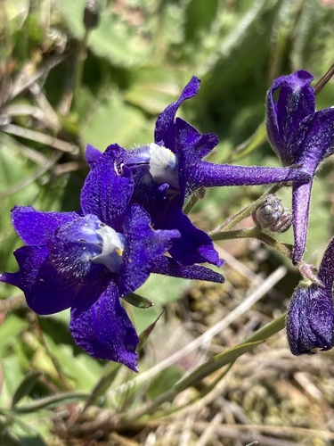 Delphinium menziesii (Menzies' Larkspur) (alternate view 5)
