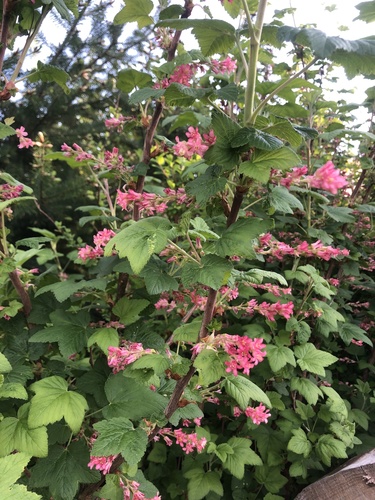 Ribes sanguineum (red flowering currant) (alternate view 2)