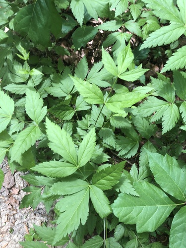 Xanthorhiza simplicissima (Shrub Yellowroot)