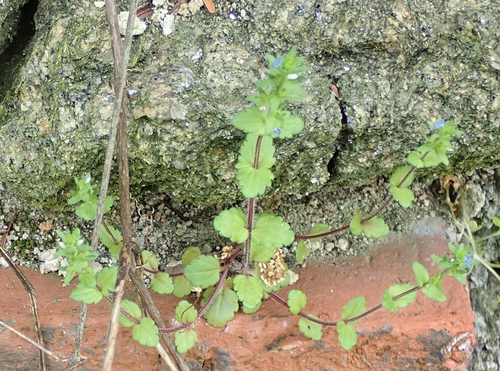 Veronica arvensis (corn speedwell)