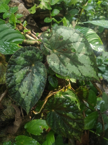 Begonia longiciliata (Begonia Longiciliata) (alternate view 3)
