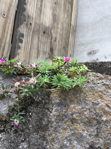 Portulaca pilosa (shaggy portulaca) (alternate view 8)
