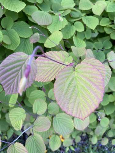 Corylopsis spicata (Spike Winter Hazel)