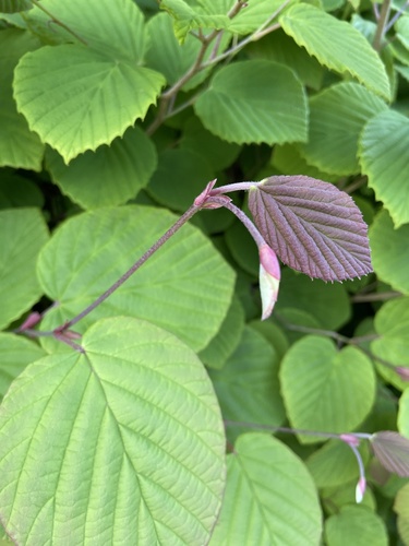 Corylopsis spicata (Spike Winter Hazel)