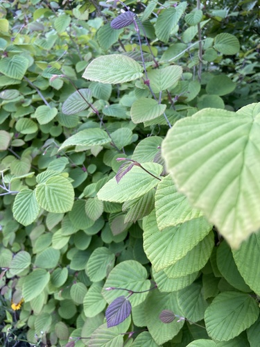 Corylopsis spicata (Spike Winter Hazel)